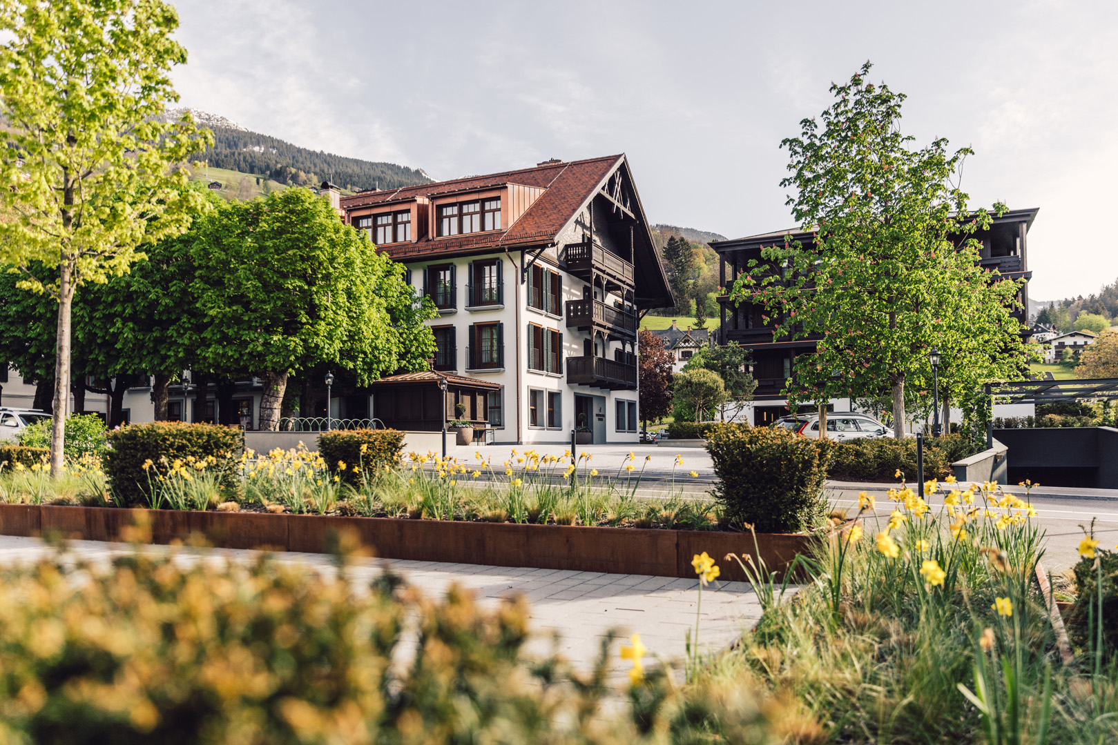taube_sommer_24_danielzangerl _045 (1)